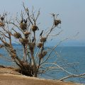 How to hunt cormorants, featuring a roost filled with waterfowl, overlooking some water