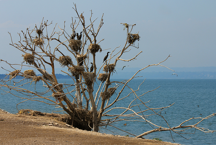 How to hunt cormorants, featuring a roost filled with waterfowl, overlooking some water