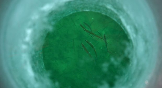 small fish seen through a hole in the ice