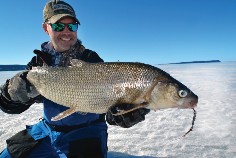 a man holds a lake superior whitefish on a clear blue day on the ice