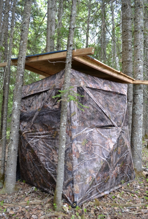 a camo blind between coniferous trees