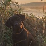 Kayla Wilson of New Liskeard took her chocolate-labrador retriever, Grizz, on his first duck hunt.