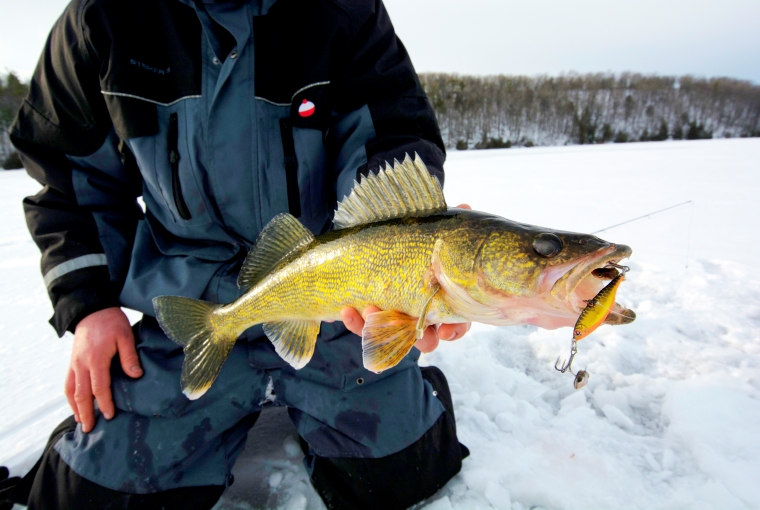 a hooked walleye out of the ice