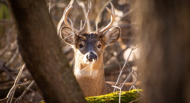 a deer appears through some branches of a tree