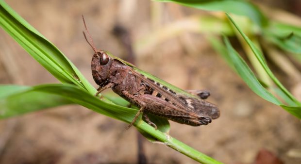 a grasshopper, which may or may not have sang all summer