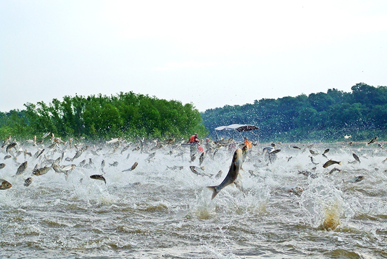 carp leaping