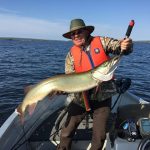 Dick Segedin of Wheatley caught this muskie in Rice Lake on a worm harness; the fish was 48” and weighed 32 lbs.