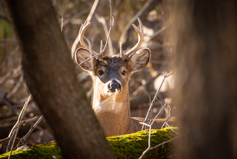 a buck on alert between the bare trees