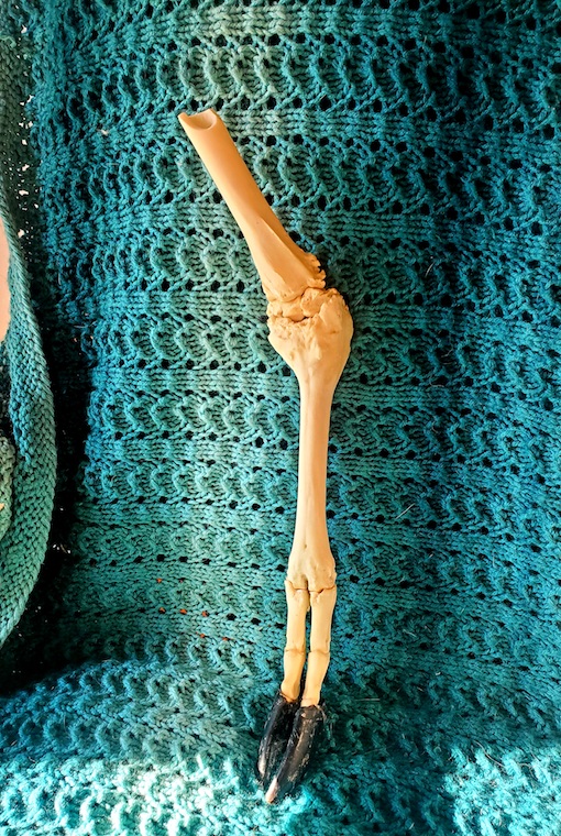 Doe's unique leg anatomy 