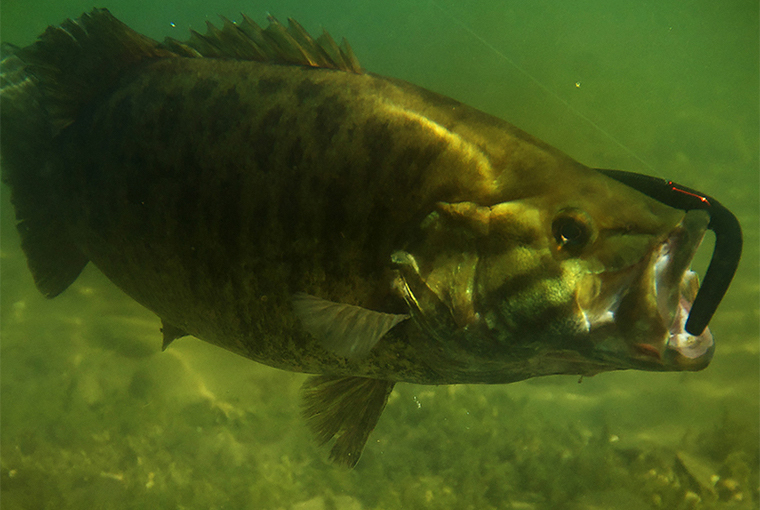 The Hunting and Fishing Library: Largemouth Bass by Don Oster