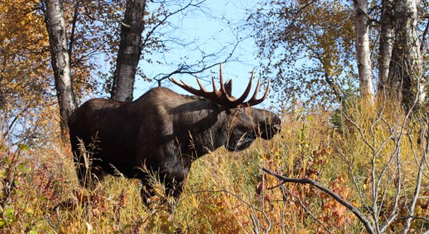 a moose in autumn