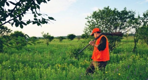 a hunter in orange moves through a field, firearm over shoulder