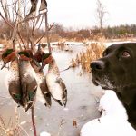 Steve Delyea of Port Perry and his retriever, Quinn, enjoyed some amazing green-winged teal hunting.