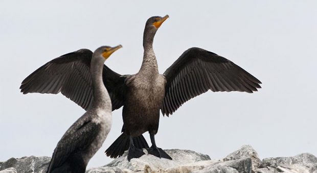 a cormorant dries its feathers 