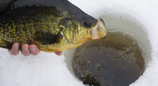 560 Best ICE FISHING ideas  ice fishing, fish, fishing tips