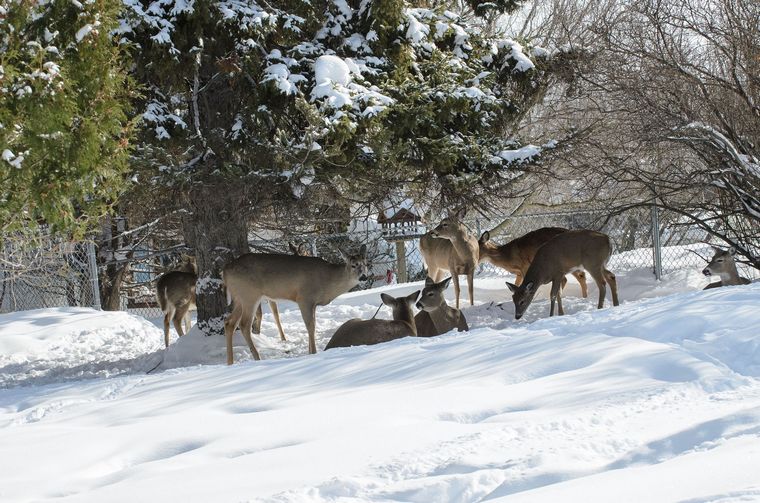 deer bedding in the snow under a cedar tree