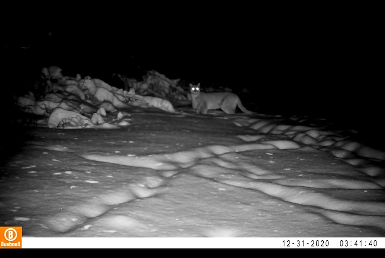 Chris Marley Cougar on trail cam