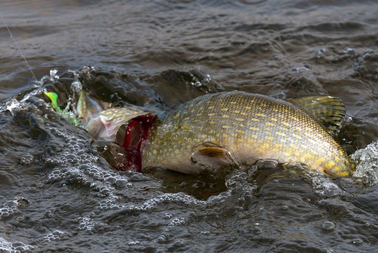 How to catch pike in between seasons - Ontario OUT of DOORS