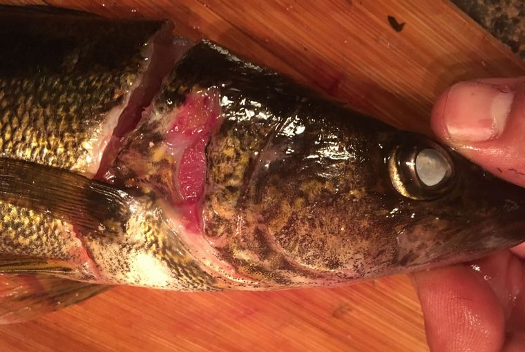 fish with mound, flesh eating disease, walleye