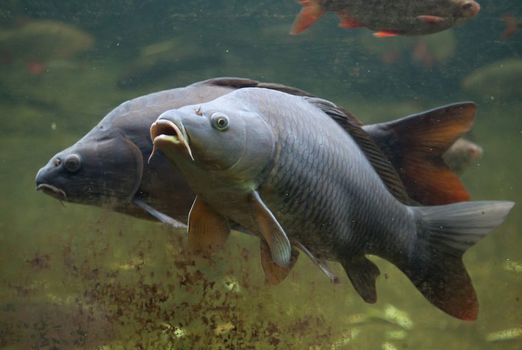 New Enhancements to Ontario Carp Fishing - In Play! magazine