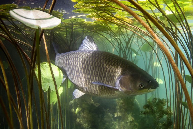 grass carp looming under lily pads