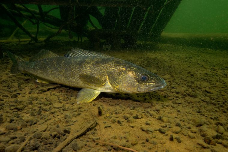 ice fishing pike underwater camera