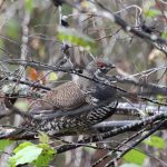 While his father was grouse hunting last fall, Owen Zammit of Ancaster followed along and snapped this candid pic of a spruce grouse trying to remain unnoticed