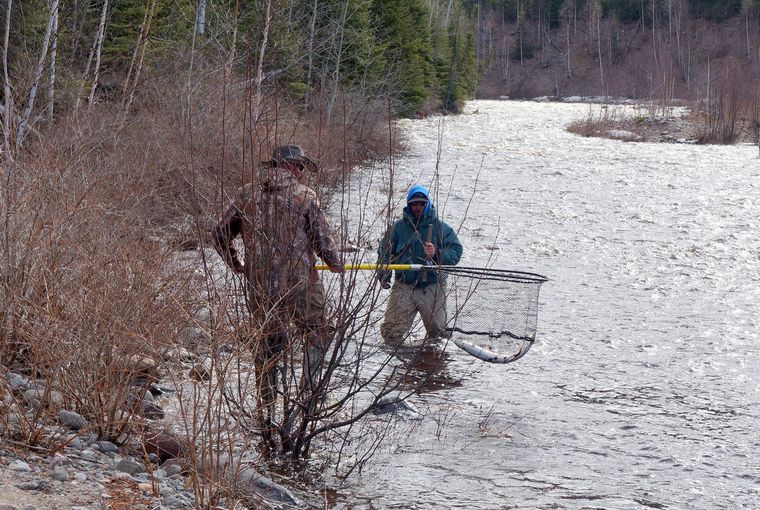 Men in a river netting a fish