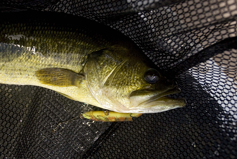 bass in a net