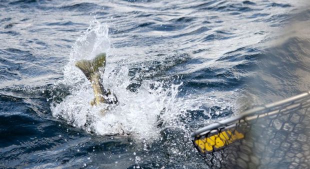 fish tail splashing out of water