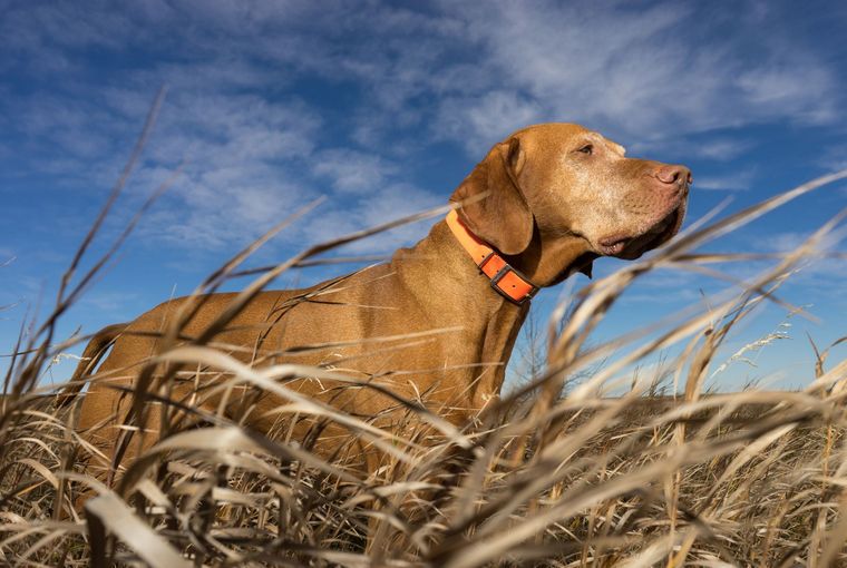 Gun-dog in the field