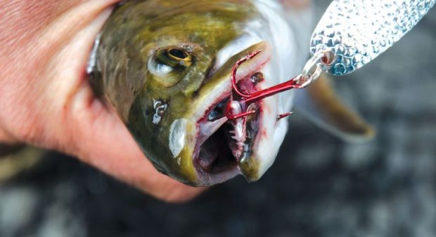red treble hook in the mouth of a fish