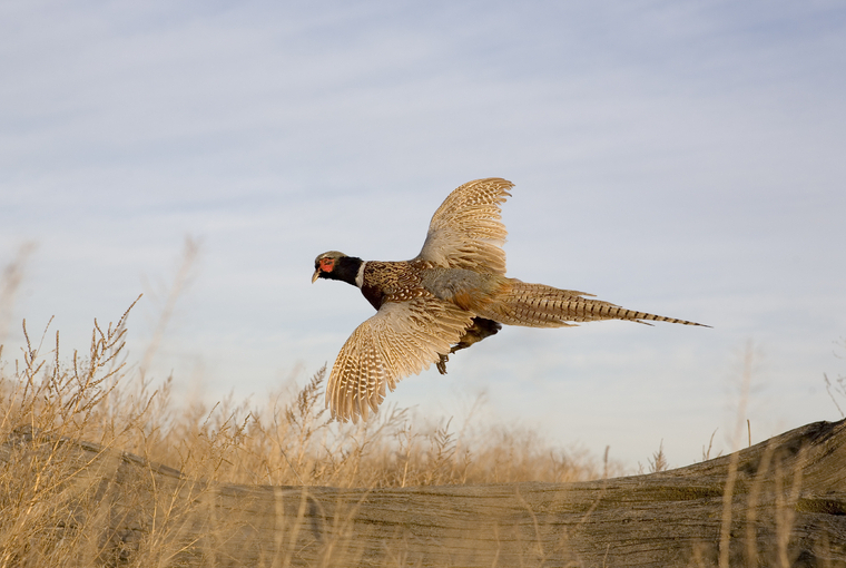 pheasant in flight