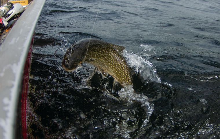 Fish out of water while fighting the hook