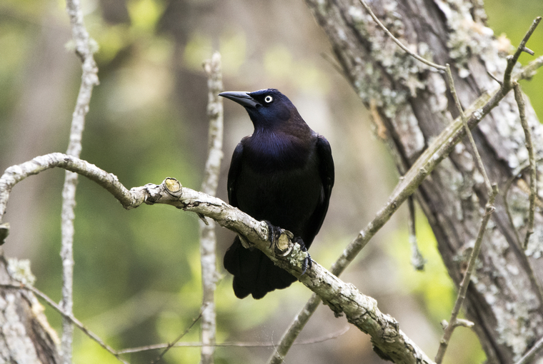 crow on a tree branch