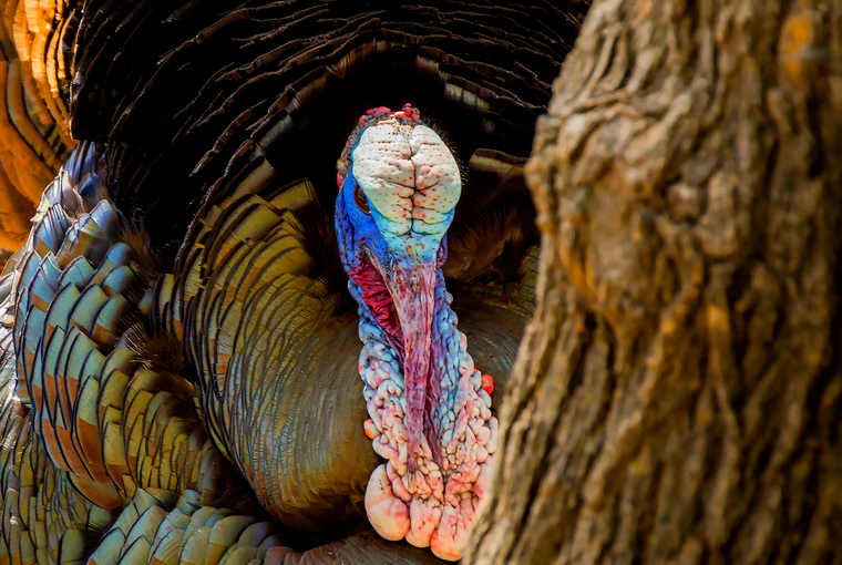 This Tom Turkey hides behind a tree with its colourful feathers and backlit sunlight.