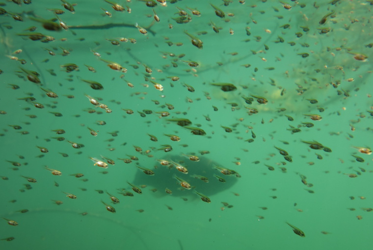 A male largemouth bass guards its fry. 