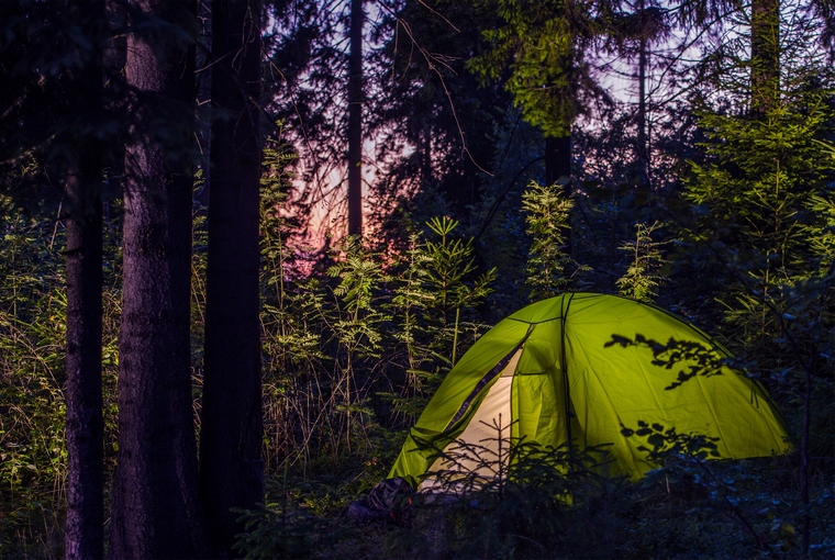 Camping in a Forest. Late Evening on a Camp Site. Green Illuminated Tent Between Spruce Trees. 