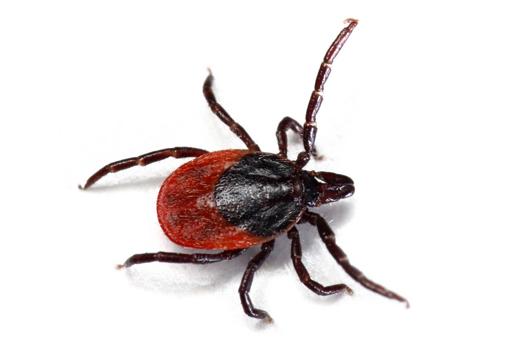 Black-legged tick
