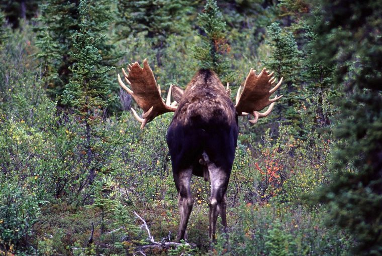 The rear of a moose walking away into a collection of young growth.