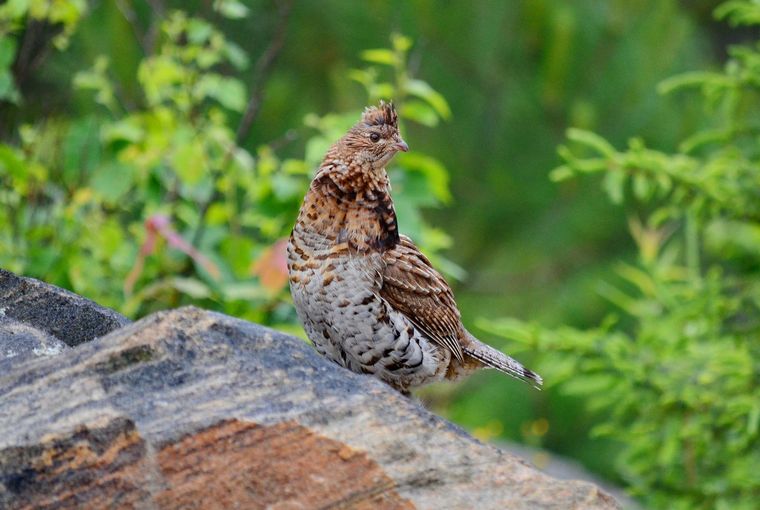 Grouse sitting on a rock