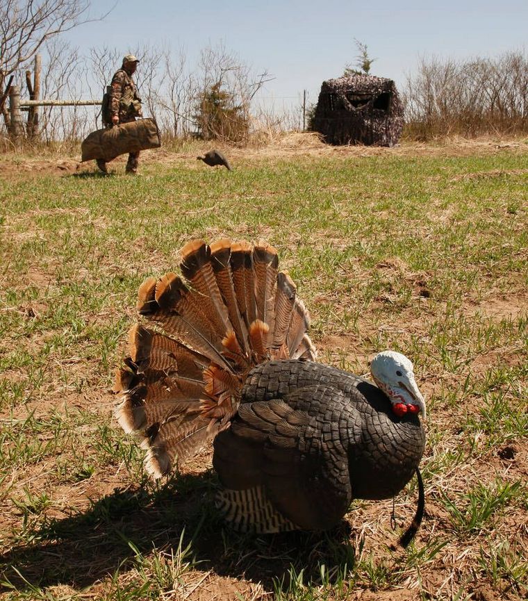 Turkey hunter walks to their blind looking across a field with decoys in place.