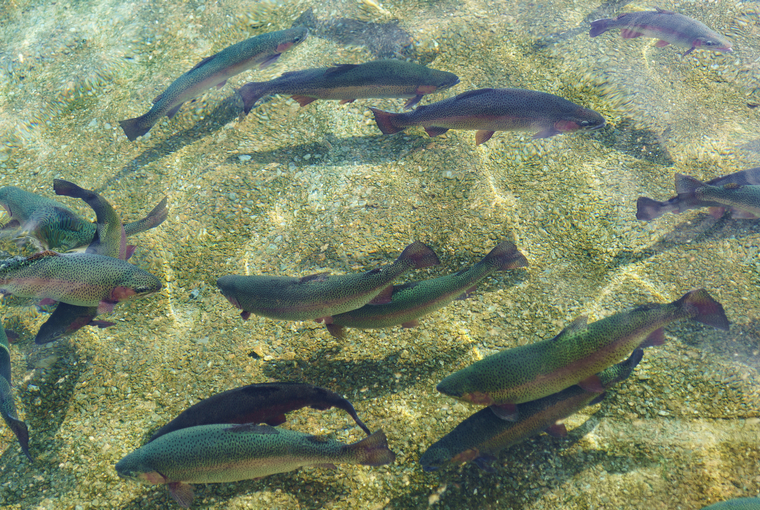 Top view of several large rainbow trout. 