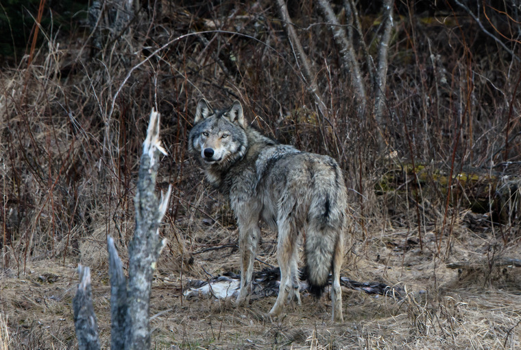 Understanding game population cycles - Ontario OUT of DOORS