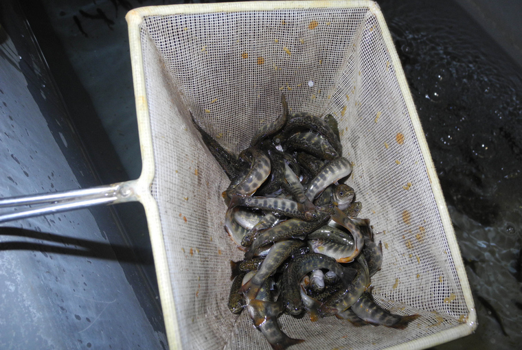 A net full of trout fingerlings scooped from a fish tank at an Ontario community hatchery.