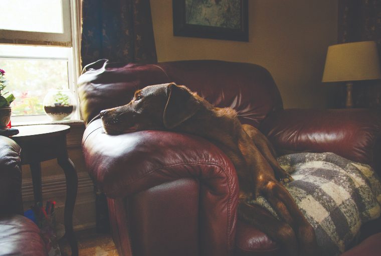 Chocolate-coloured mid-sized dog lays on a plush red chair inside a home gazing out the window.