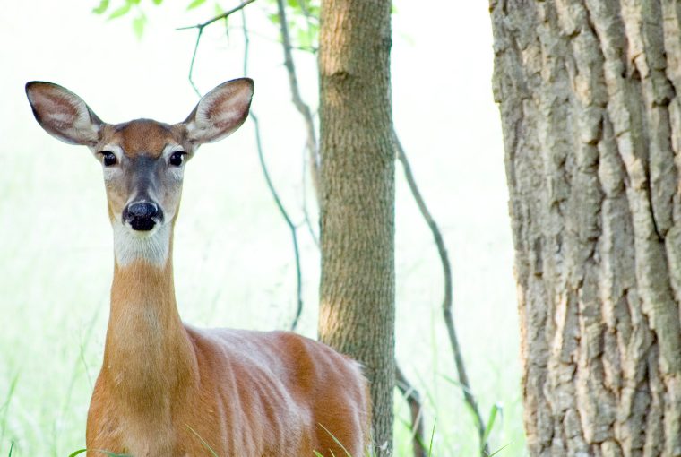 Healthy-looking light brown doe stands among trees and stares into the camera from a short distance away.