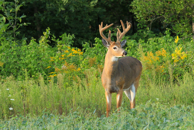 A large buck in velvet stands alert at the edge of a field surrounded by trees and small vegetation.