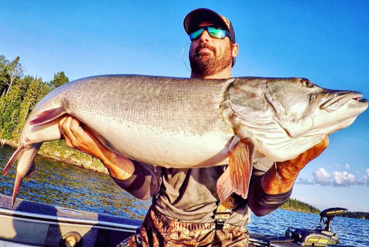 Bearded fisherman with sunglasses holds up a massive muskie while out on the lake in a small boat on a sunny day.