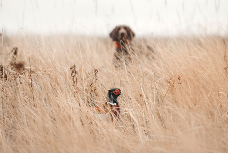 A game bird stands in tall grass in the foreground while a brown hunting dog waits in the background peering from behind. 